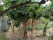 Finca rústica en Venta en Nord