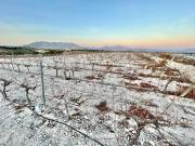 Finca rústica en Venta en Novelda