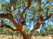 Casa chalet en Venta en Pedanías de Badajoz