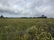 Finca rústica en Venta en Pelagatos Pago del Humo