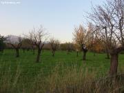 Finca rústica en venta en Selva