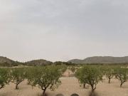 Finca rústica en Venta en Tobarra