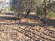 Finca Rústica en Yunquera