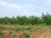 FINCA RUSTICA EN ZONA DE REGADIO, PLANTADA DE ALMENDROS