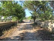 Finca rústica menorquina cerca de Alaior