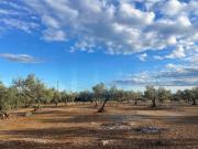 Finca rústica plana con pozo de agua. 0m² L'Ampolla