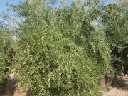 Finca Rústica Venta Jaén