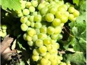 Finca rústica Venta Jerez de la Frontera, Rural