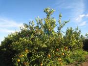Finca Rústica Venta Sevilla
