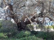 Finca Rústica Venta Tarragona