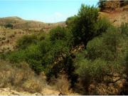 Finca ubicada en Cártama Estación