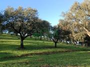 Finca Venta Huelva