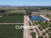 Finca Vitivinícola en Producción | 50 Ha | Escala...