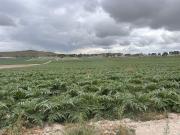 Finca/Casa Rural en venta en Alhama de Murcia, Murcia