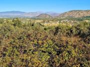 Finca/Casa Rural en venta en Alhaurín el Grande, Málaga...