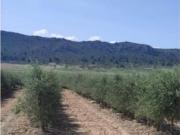 Finca/Casa Rural en venta en Alicante / Alacant,...