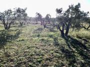 Finca/Casa Rural en venta en Almonte, Huelva