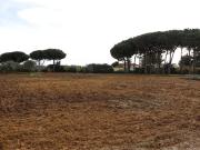 Finca/Casa Rural en venta en Chiclana de la Frontera,...