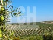 Finca/Casa Rural en venta en Córdoba, Córdoba