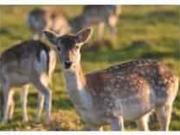 Finca/Casa Rural en venta en Corral de Calatrava, Ciudad...