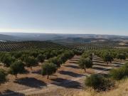 Finca/Casa Rural en venta en Jaén, Jaén