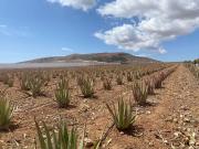 Finca/Casa Rural en venta en Antigua, Fuerteventura