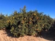 Finca/Casa Rural en venta en Llíria, Valencia
