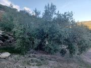 Finca/Casa Rural en venta en Loja, Granada
