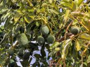 Finca/Casa Rural en venta en Los Guajares, Granada Costa...