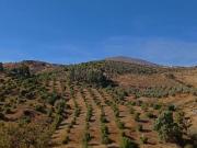 Finca/Casa Rural en venta en Málaga, Málaga Costa del Sol