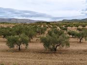 Finca/Casa Rural en venta en Monóvar / Monóver, Alicante