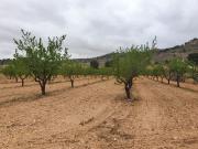 Finca/Casa Rural en venta en Pinoso, Alicante