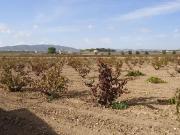 Finca/Casa Rural en venta en Pinoso, Alicante