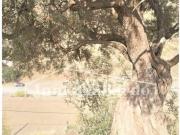 Finca/Casa Rural en venta en Rincón de la Victoria,...