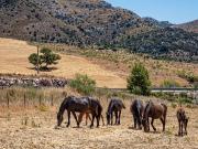 Finca/Casa Rural en venta en Ronda, Málaga