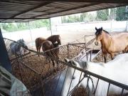 Finca/Casa Rural en venta en Rota, Cádiz Costa de la Luz