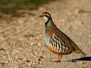 Finca/Casa Rural en venta en Toledo, Toledo