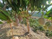 Finca/Casa Rural en venta en Triana, Málaga Costa del Sol