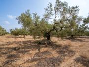 Finca/Casa Rural en venta en Ulldecona, Tarragona Costa...