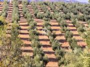 Finca/Casa Rural en venta en Ventorros de San José, Granada