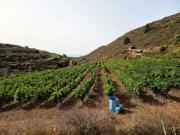 Finca/Casa Rural en venta en Villa de Arico, Tenerife