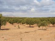 Finca/Casa Rural en venta en Yecla, Murcia