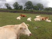 Finca/Rancho en Venta en El Cerrito