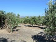 Fincas de Olivos
