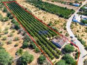 Fincas Rusticas 4 quarto, Albufeira Algarve DS95049071