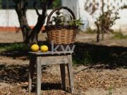 Fincas Rusticas 5 quarto, Lagoa Algarve DS90553911