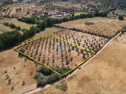 Fincas Rusticas Castelo Branco Castelo Branco DS94748941