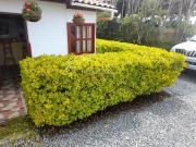 Fincas y Casas Campestres, Venta, Guatape