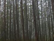 FLORESTA DE EUCALIPTO Área Total 55 Alqueires ou 134...