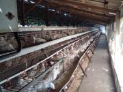 Fondo de Comercio en venta Casa Quinta Granja Avícola 5...